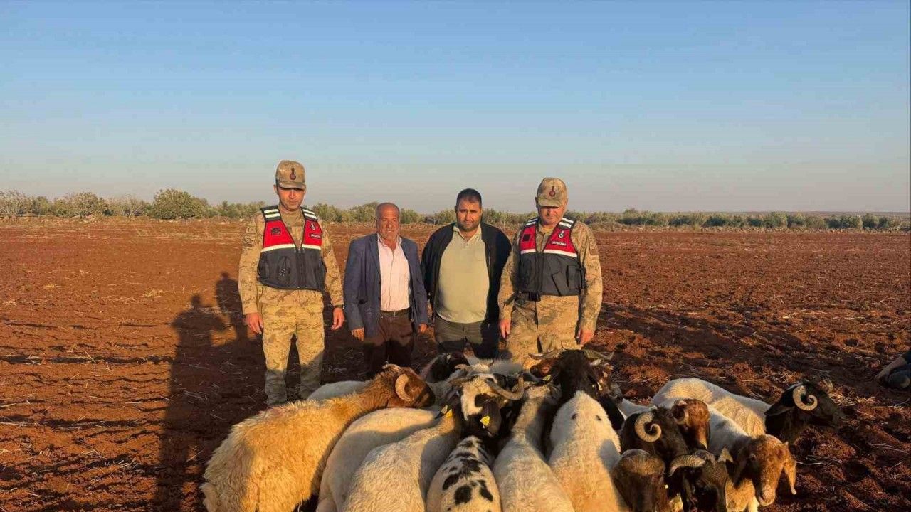 Kilis’te kaybolan 19 küçükbaş hayvan jandarma tarafından bulundu