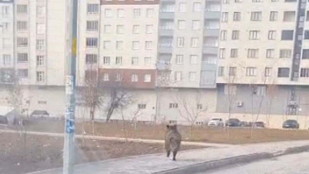 Bitlis'te ilçe merkezinde yaban domuzu paniği