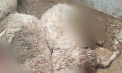 Aynı ağıla ikinci defa kurt saldırdı