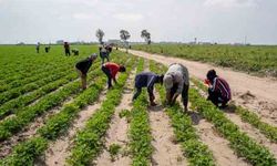 Mevsimlik tarım işçilerinin günlük ücreti 2025 yılında yüzde 37,8 arttı