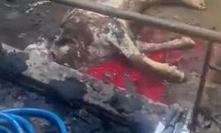 Ahır yandı, 12 büyükbaş hayvan telef oldu