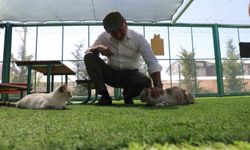 Kayseri'de ilk olan 'Küçük Dostlar Kedi Kasabası' ziyaretçi akınına uğruyor