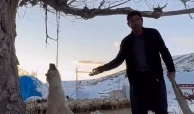 Köpeği zincirle ağaca asarak öldüren şahıs gözaltına alındı