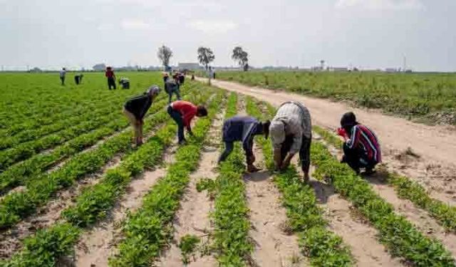 Mevsimlik tarım işçilerinin günlük ücreti 2025 yılında yüzde 37,8 arttı