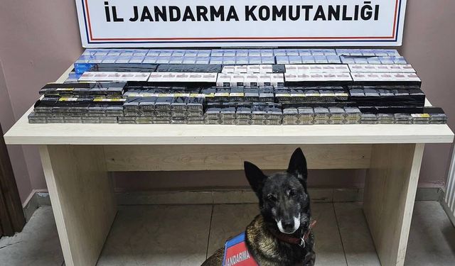 525 paket kaçak sigara ele geçirildi