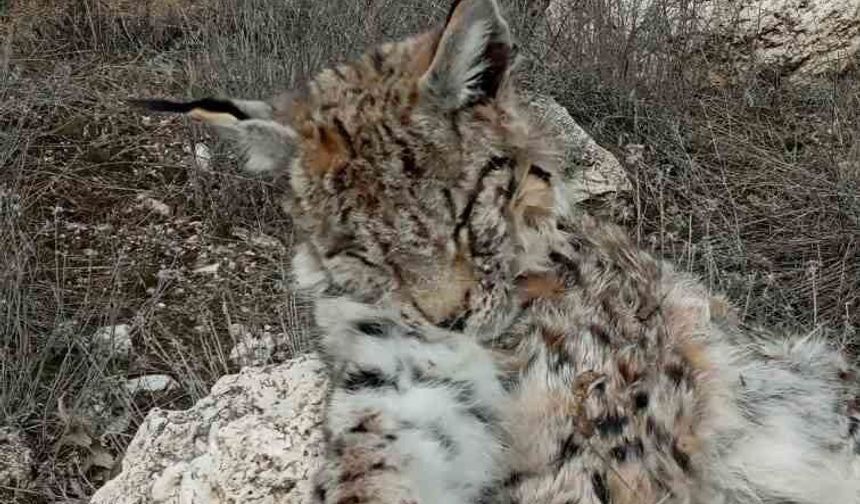 Doğada nadir görülen vaşak ölü bulundu