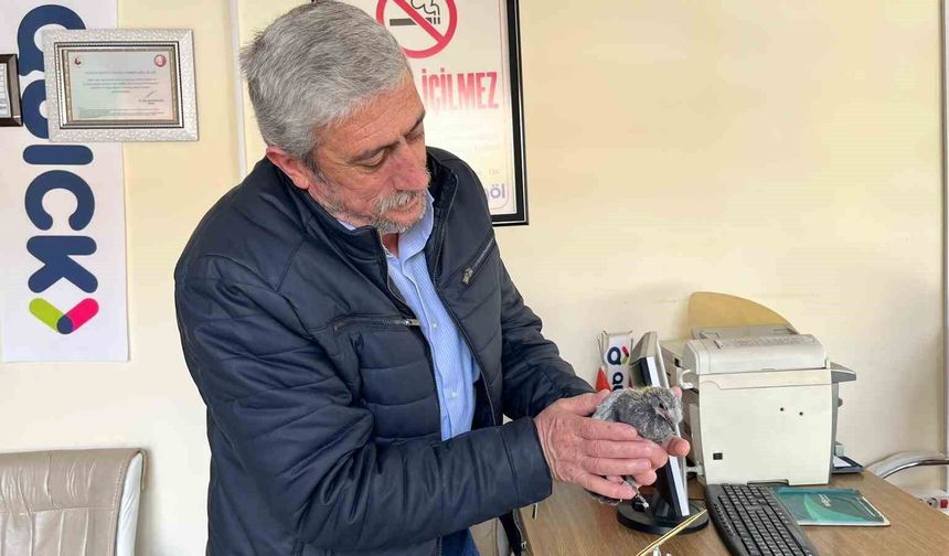 Bünyan'da çatıdan düşen kuş, yuvasına kavuşturuldu