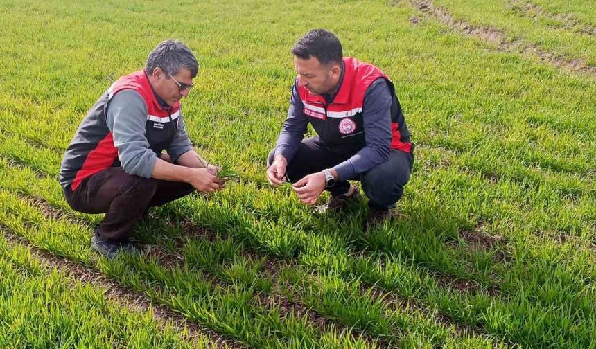 Tomarza'da zirai don uyarısı sonrası saha kontrolleri devam ediyor