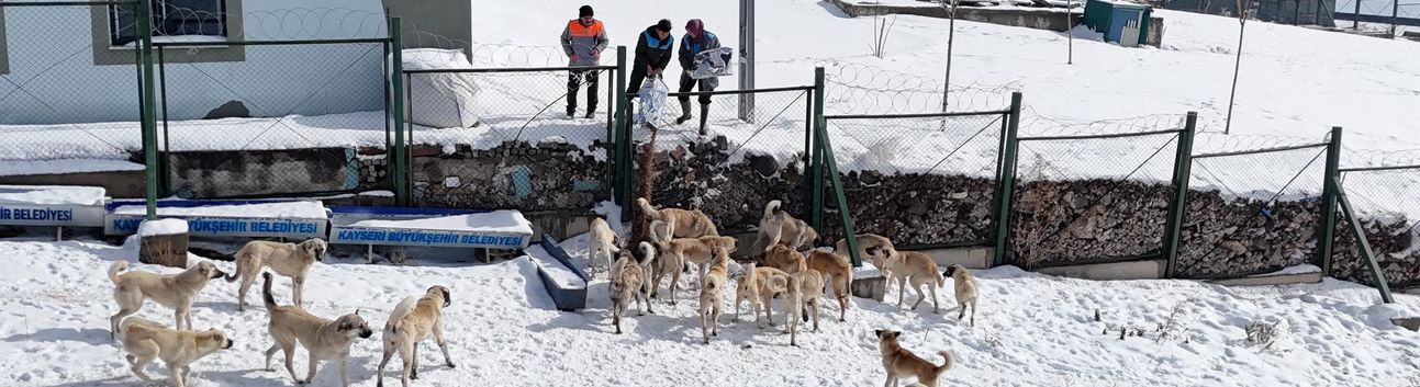 Büyükşehirden 'dilsiz dostlara' merhamet eli: Soğuk günlerde sıcak bir dokunuş